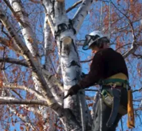 Professional lawn care service for beautiful yards across Winter Haven, FL - Solomon's Landscaping & Tree Service