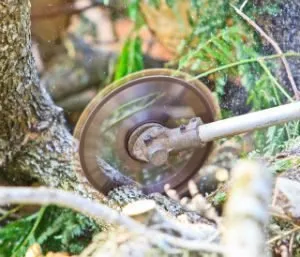 Expert yard cleanup service in Winter Haven, FL - Solomon's Landscaping & Tree Service