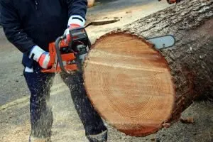 Custom yard cleanup service in Winter Haven, FL by Solomon's Landscaping & Tree Service