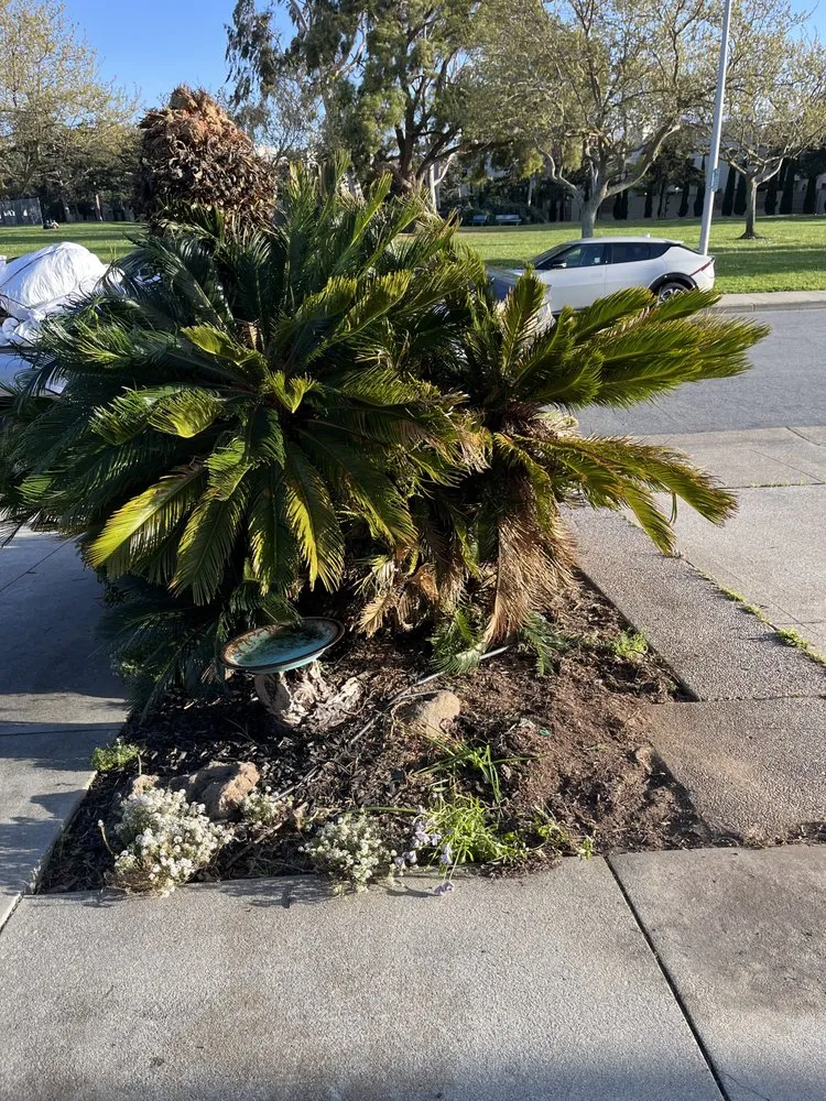 Expert landscape design in East Palo Alto, CA by Solorio & Family Landcape