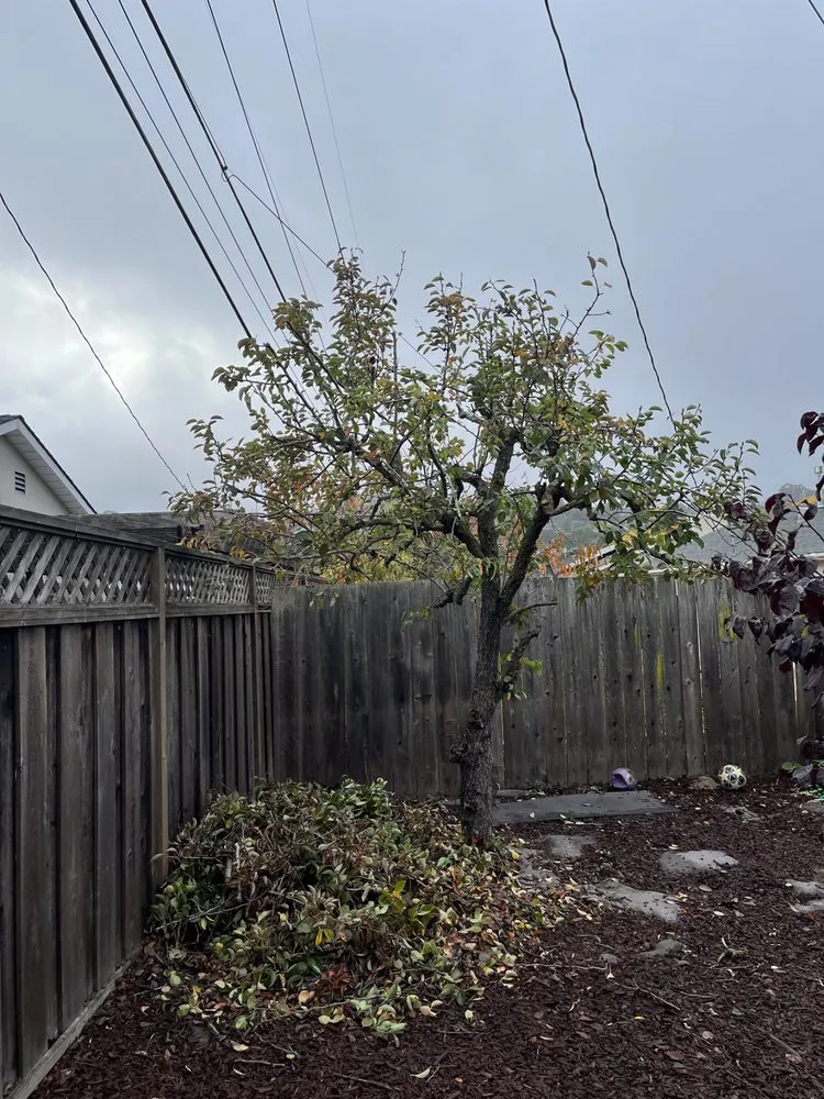 Custom lawn care service in East Palo Alto, CA by Solorio & Family Landcape