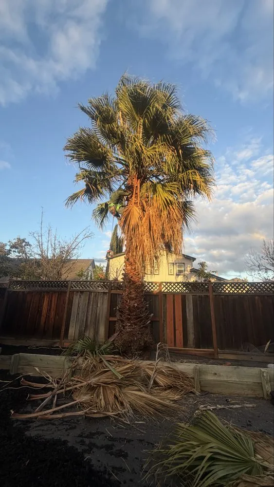 Top-rated garden landscaping in San Jose, CA by Solorio Landscaping