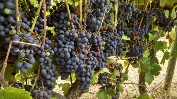 Trusted landscape design in Windsor, CA by Solorio Vineyard Management