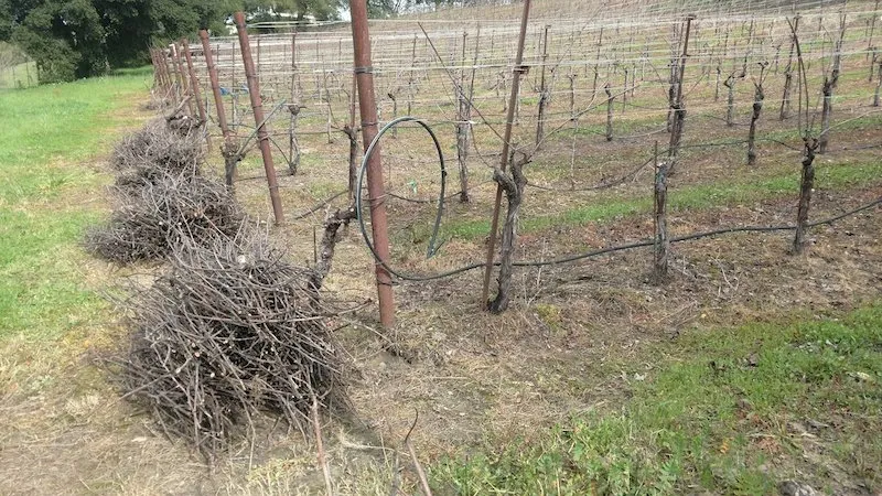 Expert garden landscaping for beautiful yards in Windsor, CA by Solorio Vineyard Management