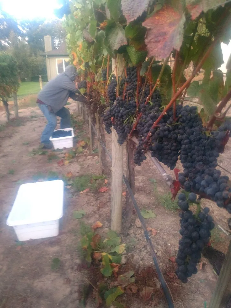 Reliable outdoor landscaping in Windsor, CA by Solorio Vineyard Management