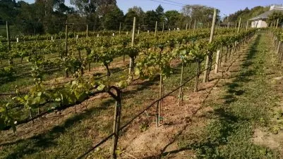 Professional landscaping services for outdoor upgrades in Windsor, CA by Solorio Vineyard Management