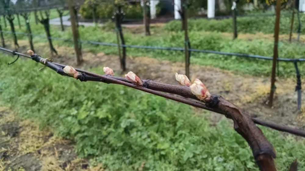 Top-rated landscaping services in Windsor, CA by Solorio Vineyard Management