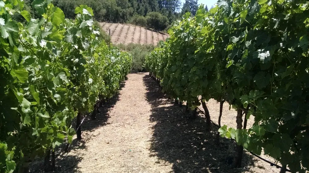 Reliable lawn care service for year-round maintenance across Windsor, CA - Solorio Vineyard Management