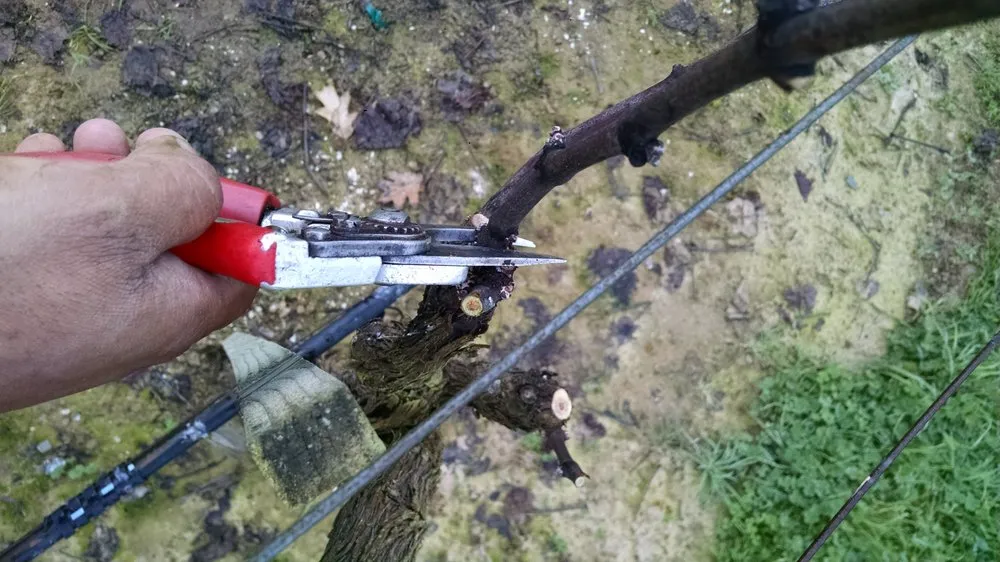 Top-rated residential landscaping in Windsor, CA by Solorio Vineyard Management