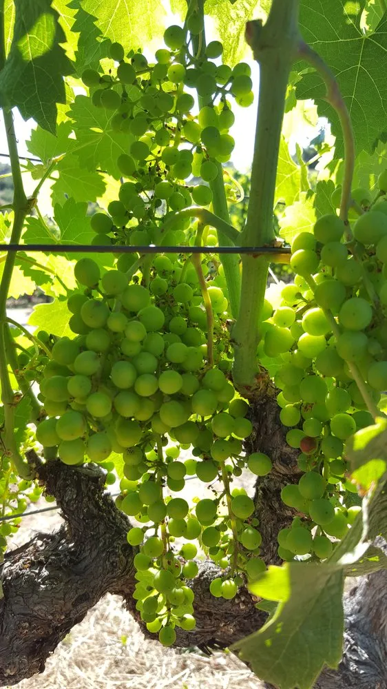 Professional garden landscaping experts serving Windsor, CA - Solorio Vineyard Management