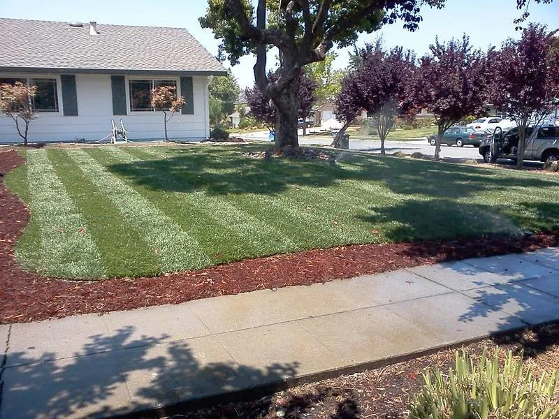 Reliable residential landscaping for year-round maintenance in San Jose, CA by Solorio's Landscape