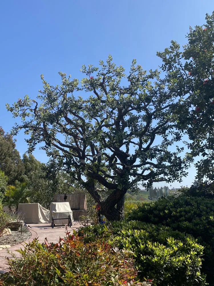 Professional landscaping services in Oceanside, CA - Solstice Landscaping