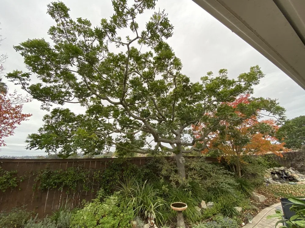 Professional residential landscaping experts serving Oceanside, CA - Solstice Landscaping