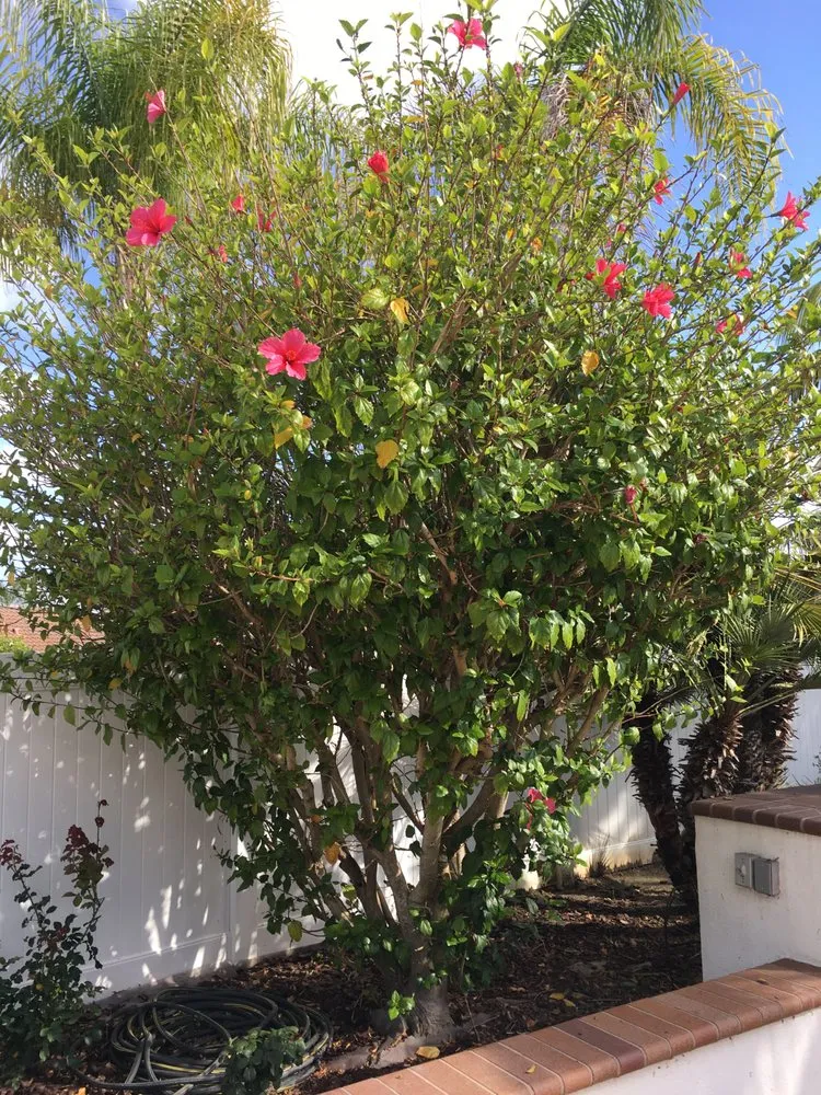 Trusted lawn care service experts serving Oceanside, CA - Solstice Landscaping