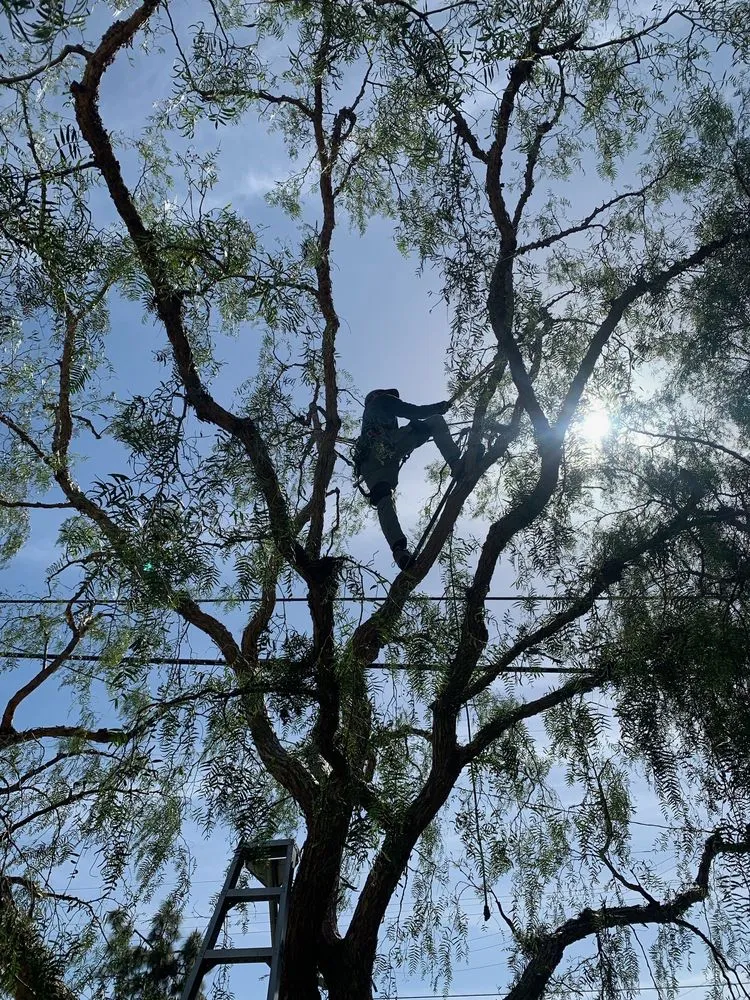 Local garden landscaping for residential properties across Oceanside, CA - Solstice Landscaping