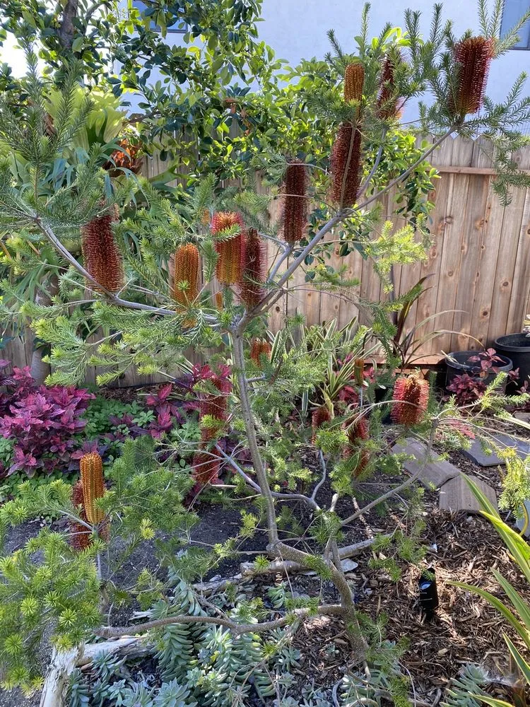 Reliable garden landscaping experts serving Oceanside, CA - Solstice Landscaping