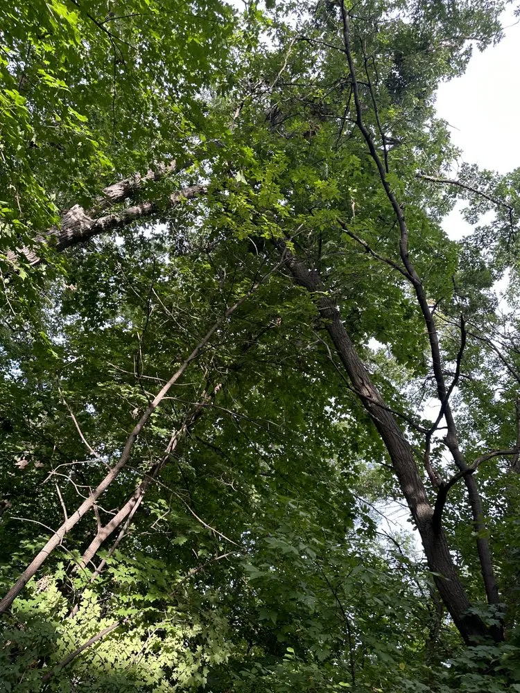 Trusted landscaping services experts serving Brooklyn Park, MN - Solutions JF Landscaping & Tree Services