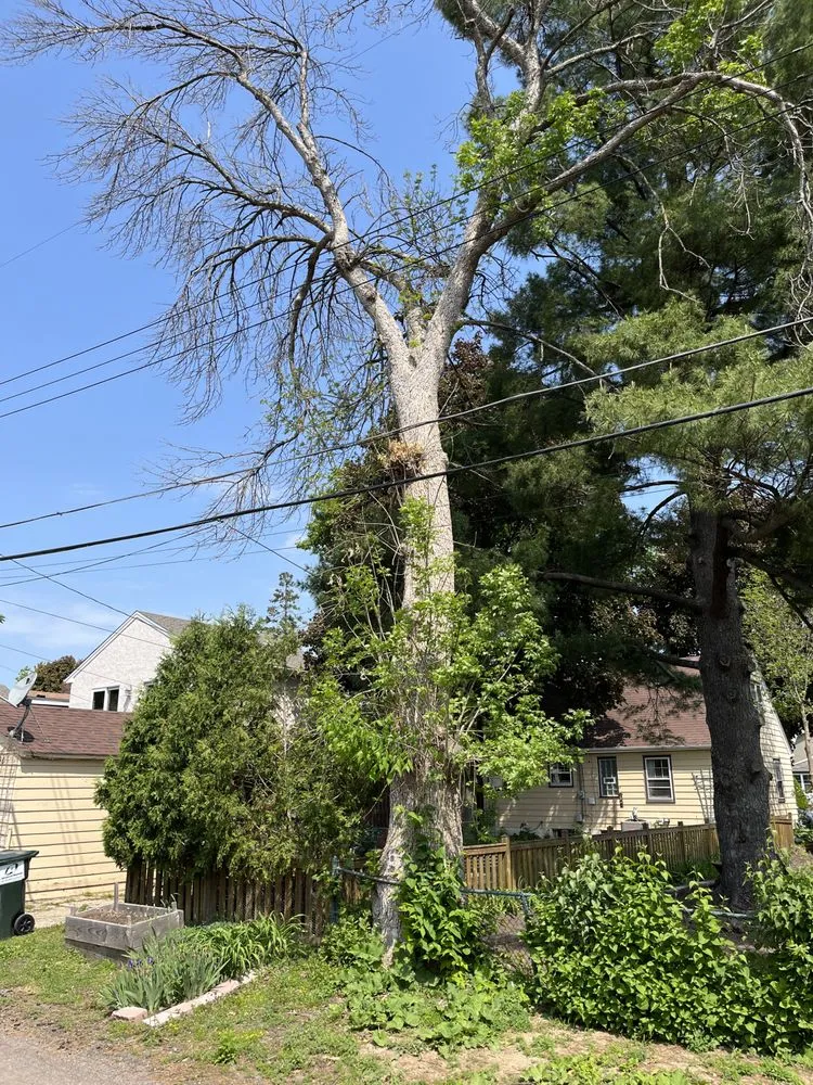 Local lawn mowing service with custom design in Brooklyn Park, MN by Solutions JF Landscaping & Tree Services