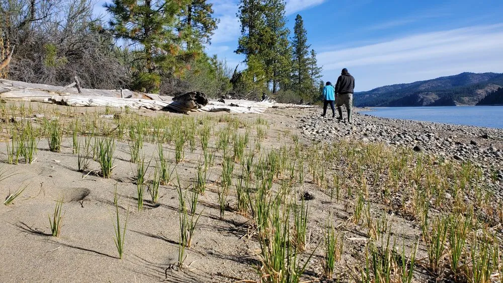 Expert residential landscaping near you in Okanogan, WA by Solutions Weed And Pest Control