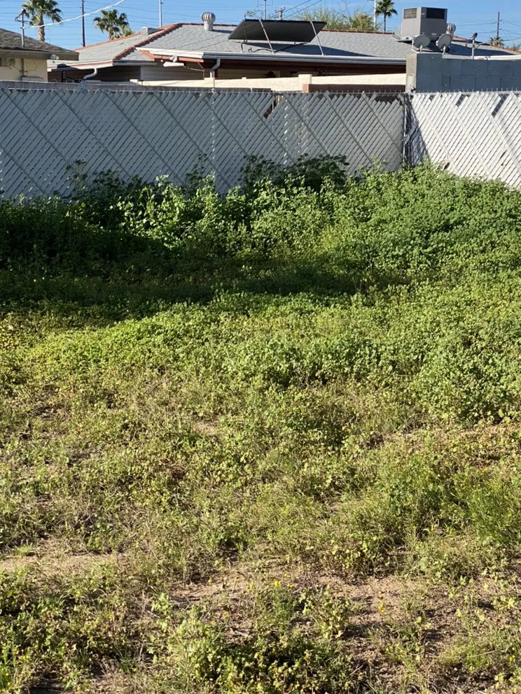 Expert yard maintenance experts serving Mesa, AZ - SolVista Landscape