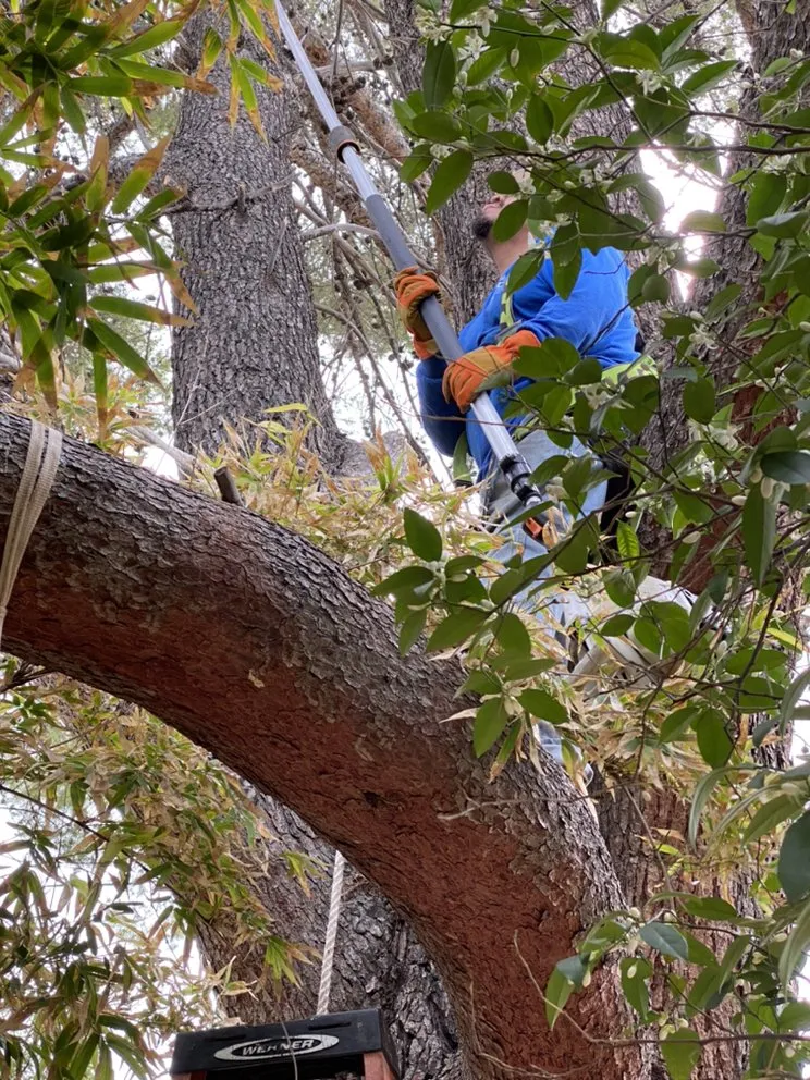 Trusted residential landscaping in Mesa, AZ - SolVista Landscape