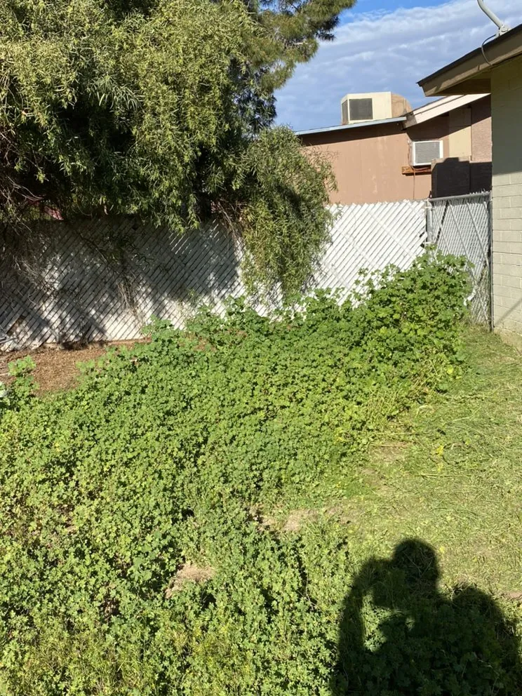 Top-rated yard maintenance experts serving Mesa, AZ - SolVista Landscape