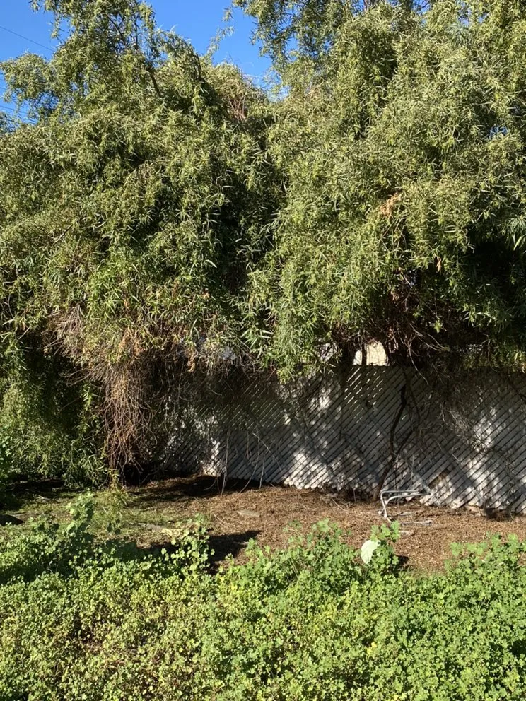 Custom landscape design in Mesa, AZ - SolVista Landscape