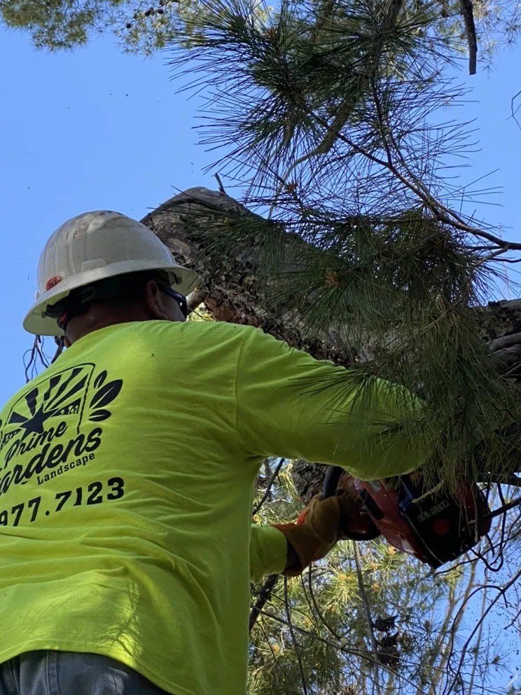 Local residential landscaping with custom design across Mesa, AZ - SolVista Landscape