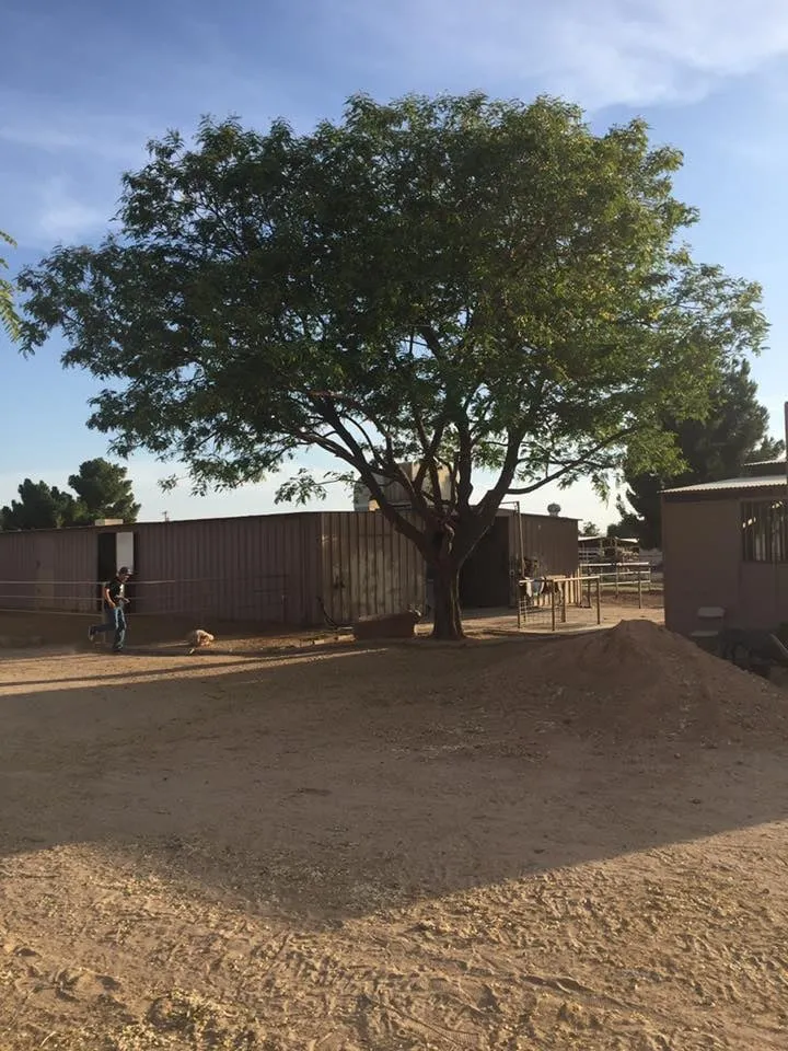 Top-rated outdoor landscaping for beautiful yards in Chandler, AZ by Somerset Landscape Maintenance