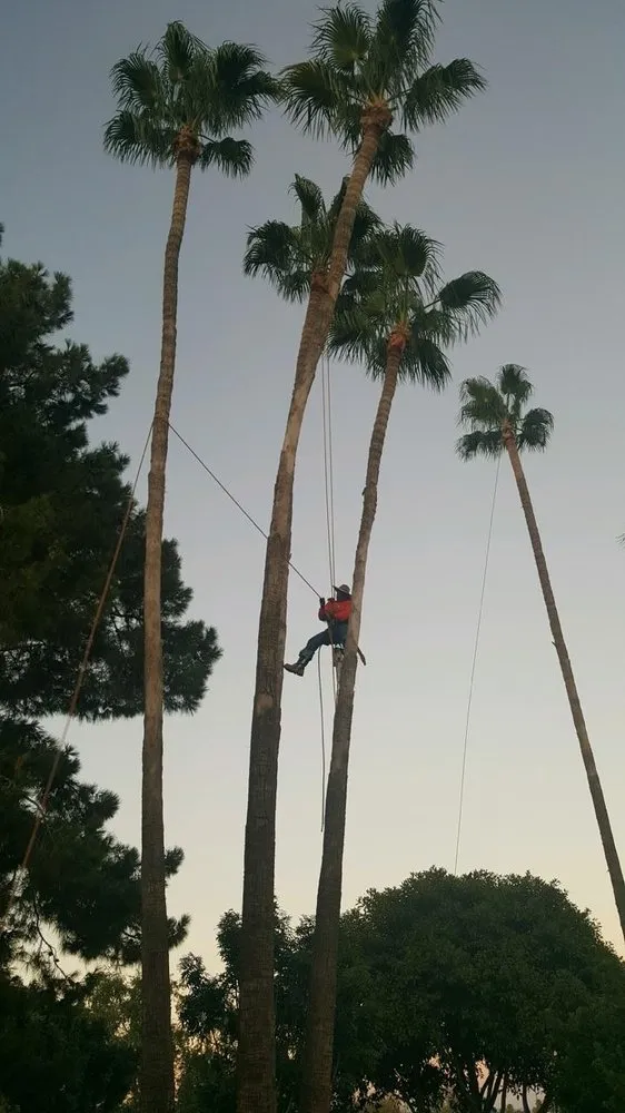 Expert residential landscaping in Chandler, AZ by Somerset Landscape Maintenance