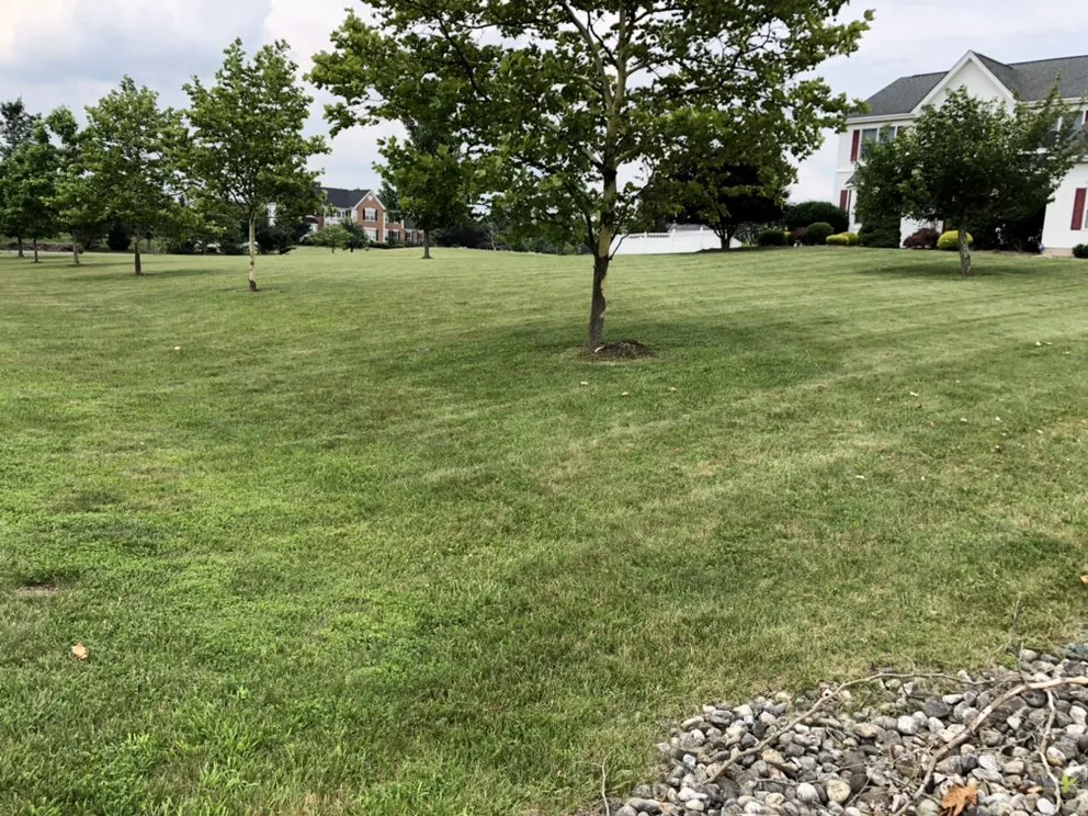 Top-rated yard cleanup service for residential properties in Somerset, NJ by Somerset Mowing