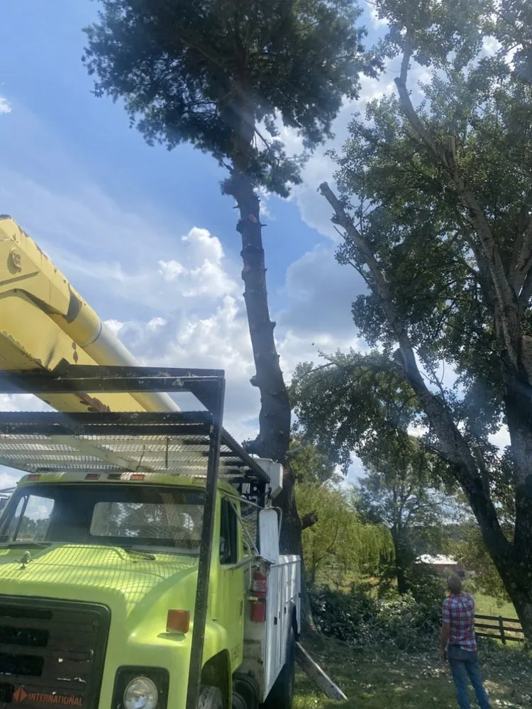Trusted garden landscaping in Ferguson, KY - Somerset Stump & Tree Removers