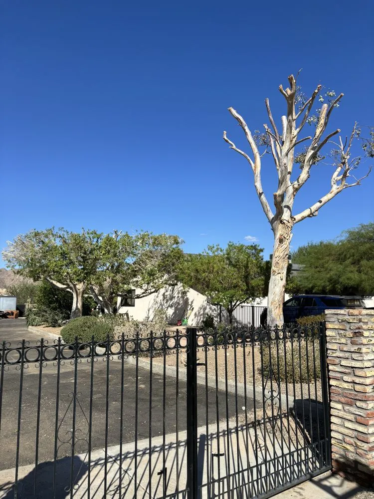 Professional landscape installation for homes across Somerton, AZ - Somerton Landscaping