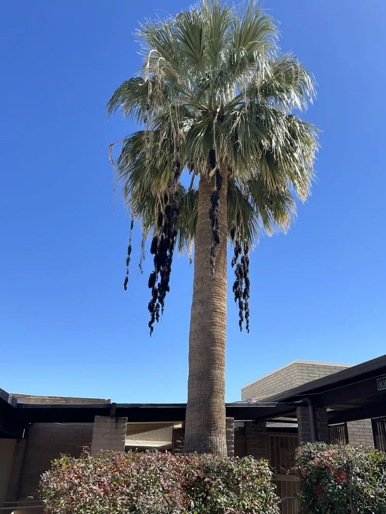 Custom outdoor landscaping with custom design in Tucson, AZ by Son Dove Landscaping