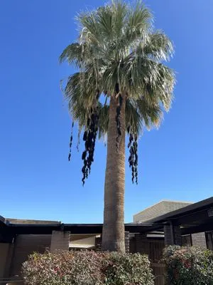 Son Dove Landscaping Logo