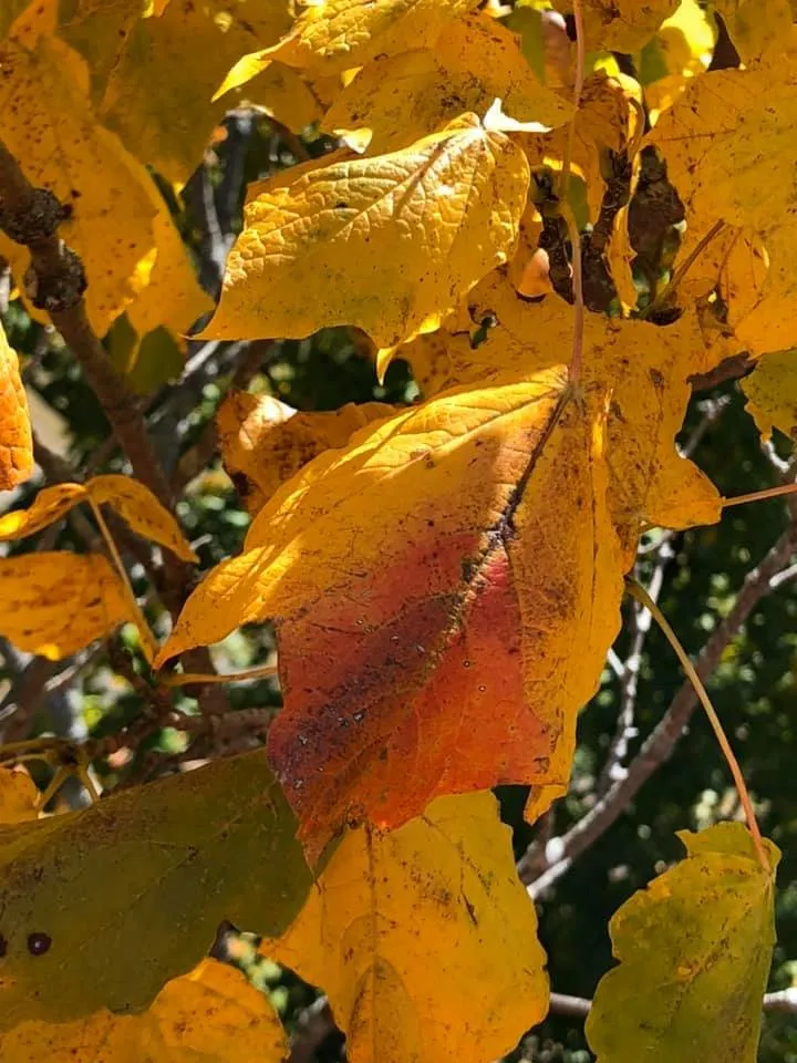 Professional outdoor landscaping for outdoor upgrades across Oxford, OH - Songbird Environmental