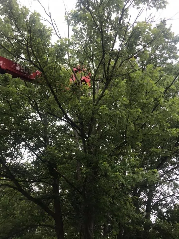 Trusted yard maintenance in Oxford, OH - Songbird Environmental