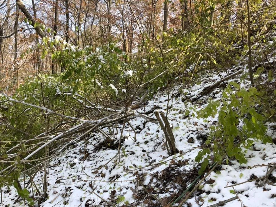 Top-rated yard maintenance for beautiful yards in Oxford, OH by Songbird Environmental