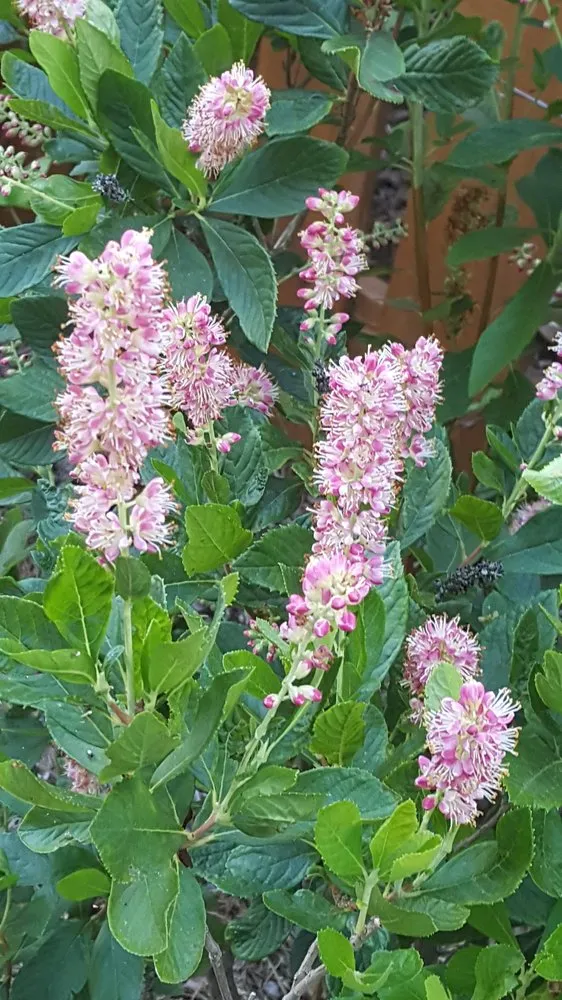 Trusted residential landscaping for beautiful yards in Stockbridge, GA by Songbird Landcare