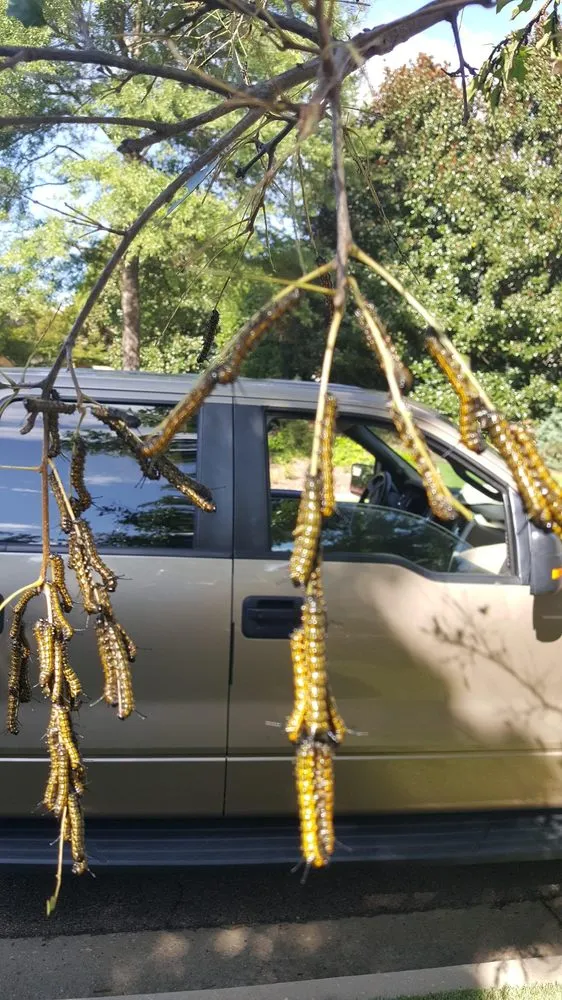 Custom landscape design for homes across Stockbridge, GA - Songbird Landcare