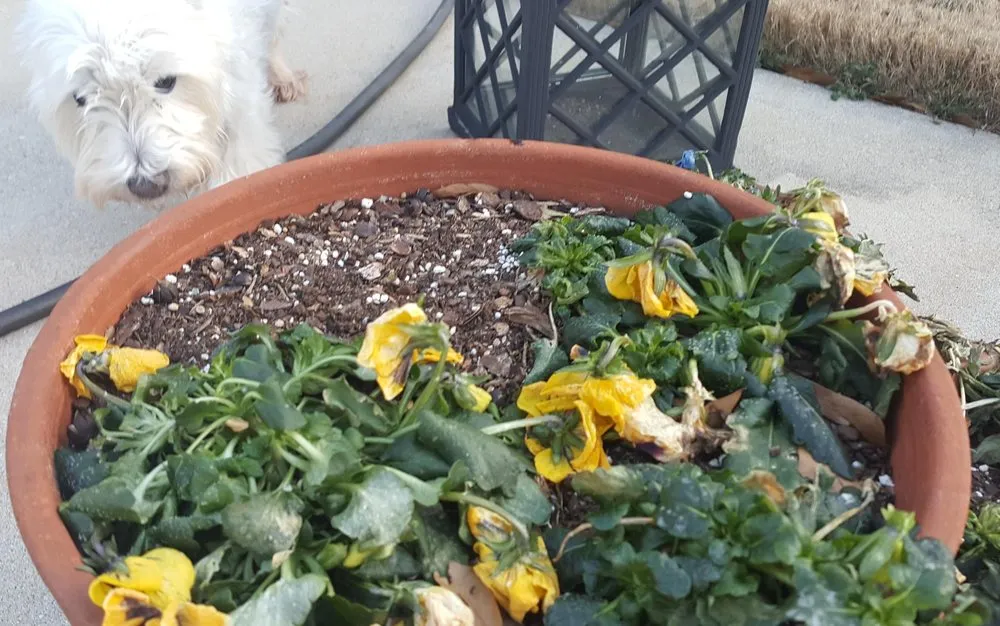 Top-rated landscape design experts serving Stockbridge, GA - Songbird Landcare