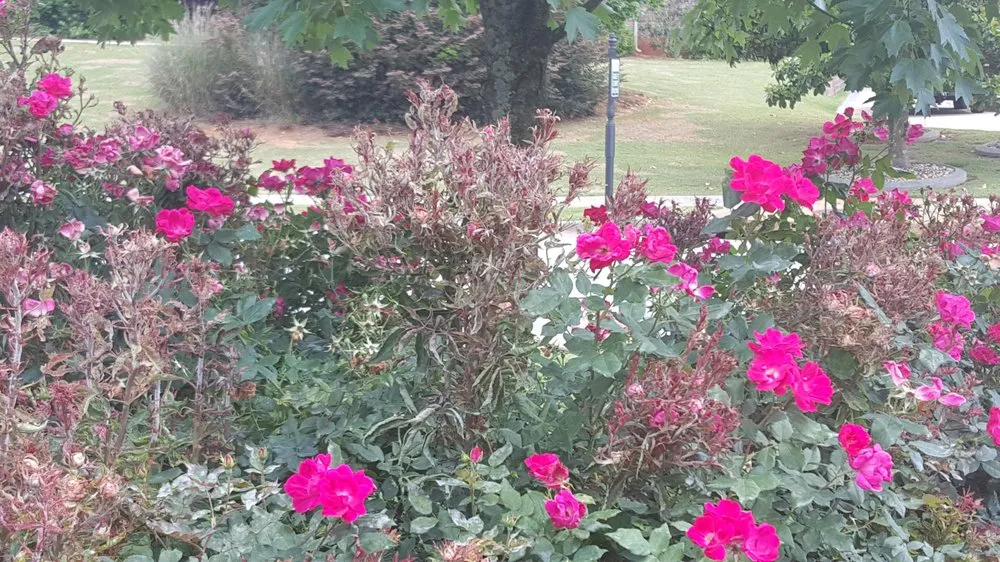 Trusted landscape installation for beautiful yards across Stockbridge, GA - Songbird Landcare