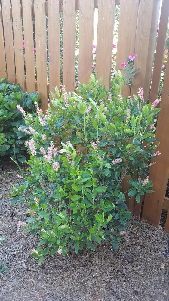 Reliable garden landscaping for year-round maintenance in Stockbridge, GA by Songbird Landcare