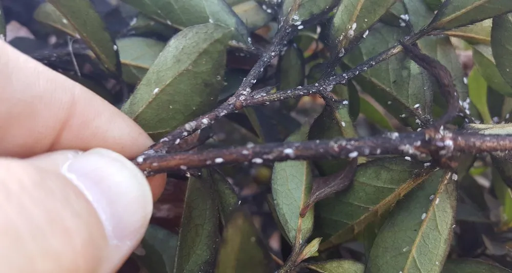 Top-rated residential landscaping near you across Stockbridge, GA - Songbird Landcare