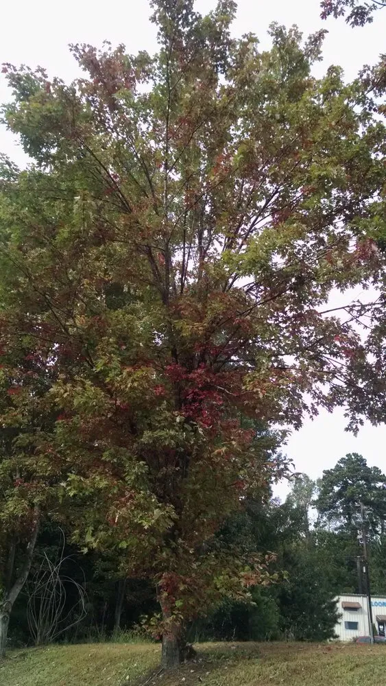 Affordable landscape design for year-round maintenance across Stockbridge, GA - Songbird Landcare