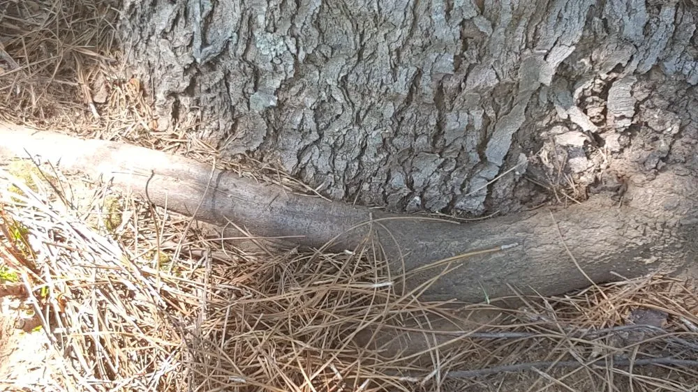 Trusted yard maintenance experts serving Stockbridge, GA - Songbird Landcare