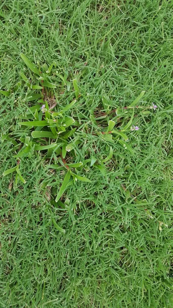 Trusted landscape installation for beautiful yards across Stockbridge, GA - Songbird Landcare