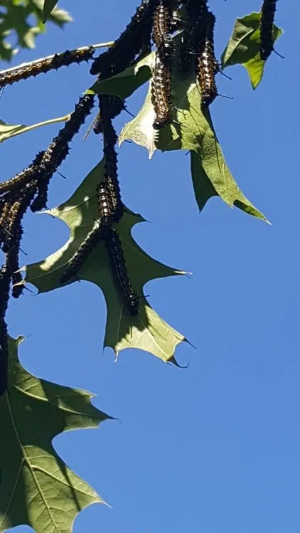 Trusted residential landscaping experts serving Stockbridge, GA - Songbird Landcare