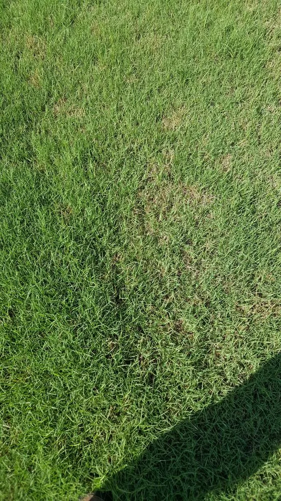 Expert lawn care service in Stockbridge, GA - Songbird Landcare