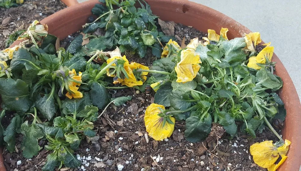 Top-rated outdoor landscaping in Stockbridge, GA by Songbird Landcare